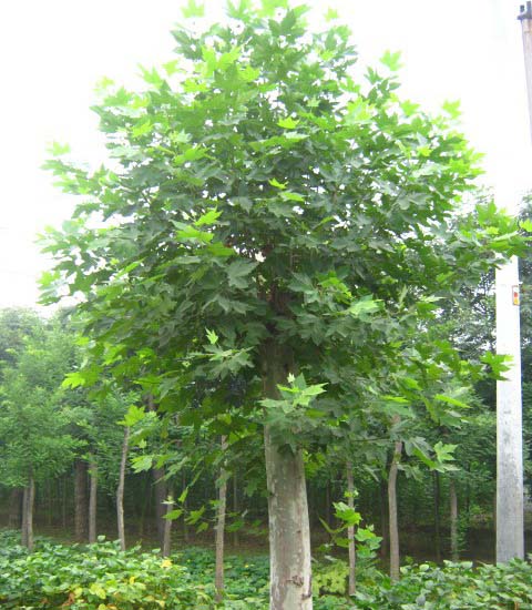 海棠移植技术带土球和棵根移植两种方式