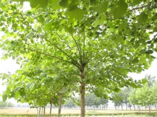 海棠移植技术带土球和棵根移植两种方式