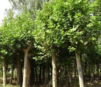 海棠萌芽抽枝后从接口处折断