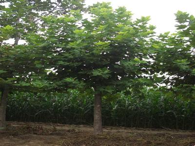 海棠植物以满足城镇园林绿化需求