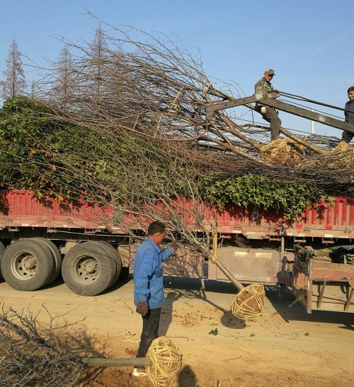 海棠起苗园林绿化栽植的时期紧密配合