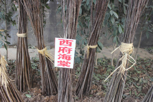 海棠苗木栽植成活率栽后绿化效果