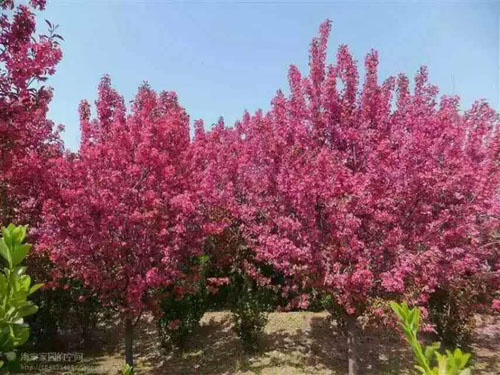 海棠植物要根据季节合理安排种植顺序

