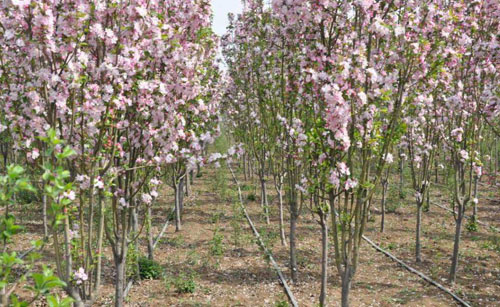 海棠苗木生长质量和成活率