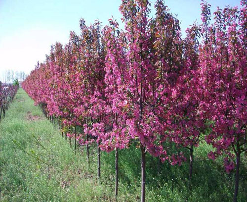 海棠苗木移栽对气候与环境要求