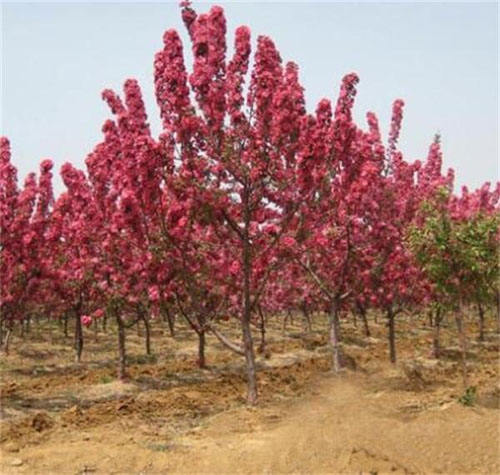 海棠苗木移栽对气候与环境要求