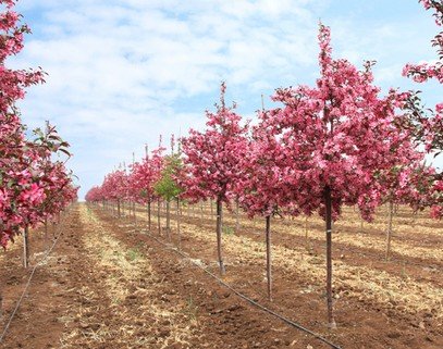 海棠绿化树种苗木培育与栽培技术