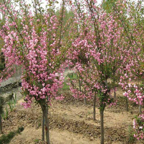 海棠树木抗寒力强与较强的树种品种