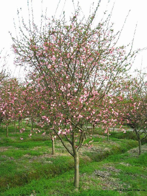 海棠树木抗寒力强与较强的树种品种